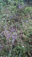 Plectranthus ecklonii