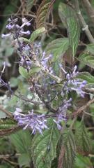 Plectranthus ecklonii