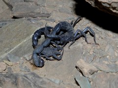 Androctonus sergenti