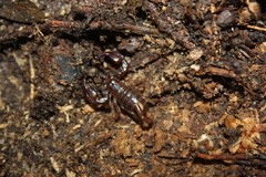 Euscorpius mingrelicus