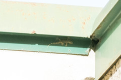 Tarentola mauritanica