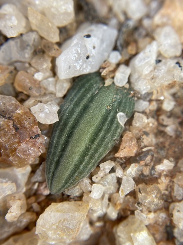 Drimia oliverorum