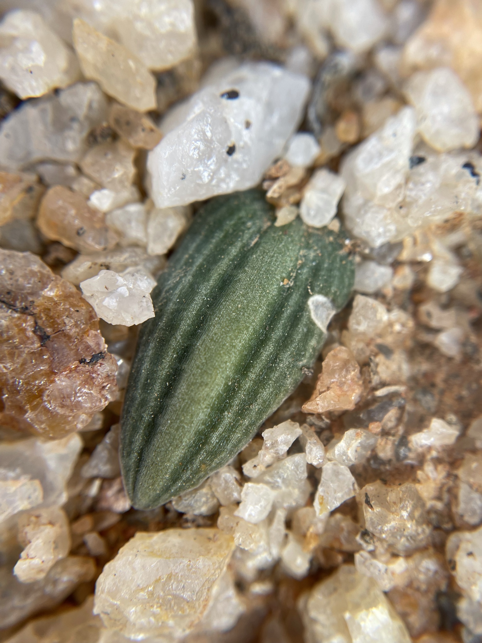 Drimia oliverorum