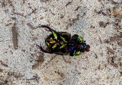 Sericotrupes niger
