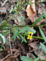 Erysimum cheiranthoides