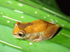 Dendropsophus triangulum
