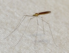 Gonomyia