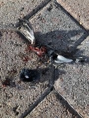 Setophaga caerulescens