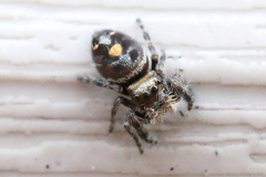 Phidippus audax