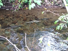 Oncorhynchus gorbuscha