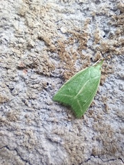 Phytomimia chlorophylla