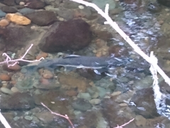 Oncorhynchus gorbuscha