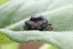 Phidippus audax