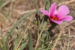 Hibiscus microcarpus