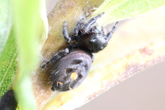 Phidippus audax