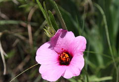 Hibiscus microcarpus