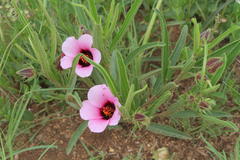 Hibiscus microcarpus