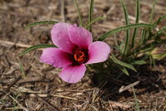 Hibiscus microcarpus