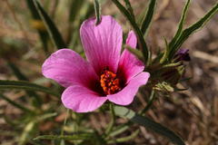 Hibiscus microcarpus