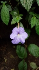 Achimenes