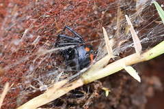 Latrodectus