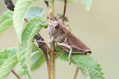 Melanoplus differentialis