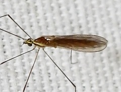 Gonomyia