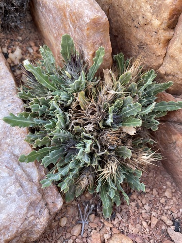 Pebble Spikeviolet (Acanthopsis glandulopalmata)