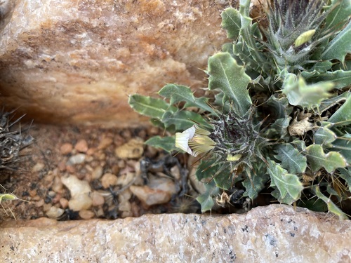 Image of Acanthopsis glandulopalmata by (c) Matt Berger, some rights reserved (CC BY)