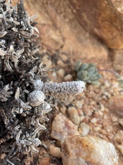 Anacampseros filamentosa