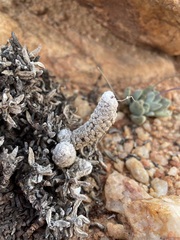 Anacampseros filamentosa