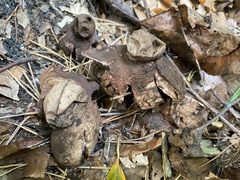 Geastrum rufescens