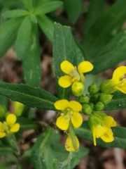 Erysimum cheiranthoides