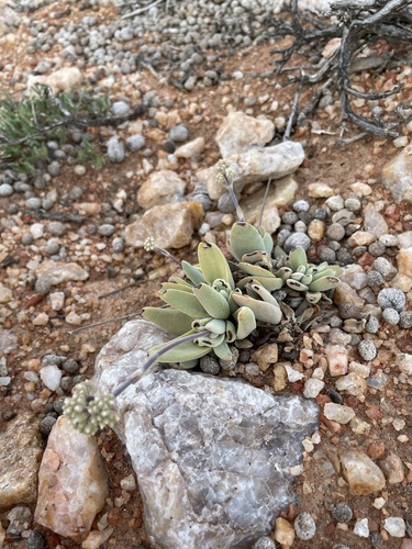 Image of Crassula namaquensis by (c) Matt Berger, some rights reserved (CC BY)