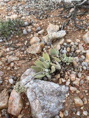 Crassula namaquensis