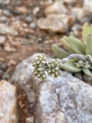 Crassula namaquensis