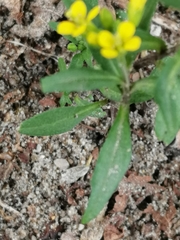 Erysimum cheiranthoides