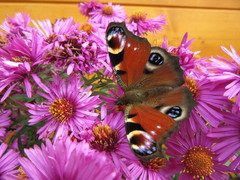 Aglais io