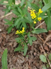 Erysimum cheiranthoides