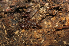 Euscorpius mingrelicus
