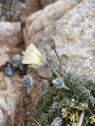 Image of Monsonia herrei by (c) Matt Berger, some rights reserved (CC BY)