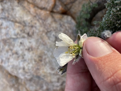 Image of Monsonia herrei by (c) Matt Berger, some rights reserved (CC BY)