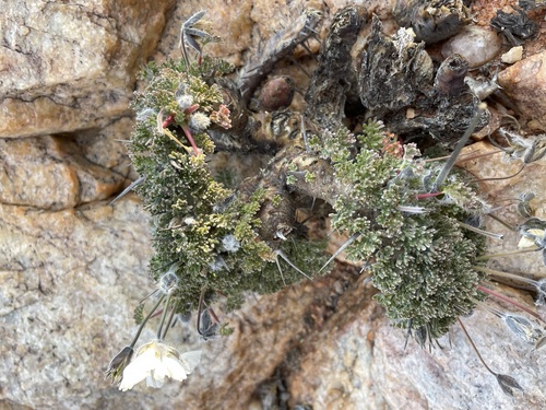 Image of Monsonia herrei by (c) Matt Berger, some rights reserved (CC BY)