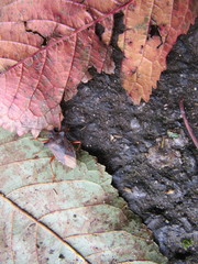 Pentatoma rufipes
