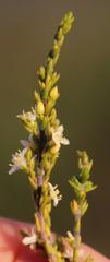 Lachnaea axillaris