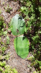 Haemanthus