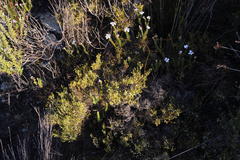 Lachnaea axillaris
