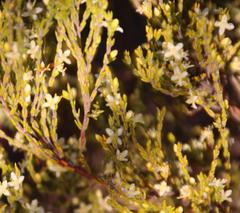 Lachnaea axillaris