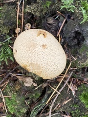 Scleroderma citrinum