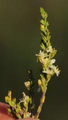 Lachnaea axillaris